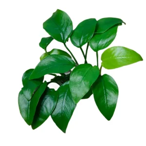 Anubias nana Zwergspeerblatt -Topf- Versand Am Gleichen Tag